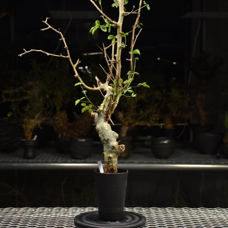 Commiphora holtziana コミフォラ ホルトジアナ 発根済現地株 H21