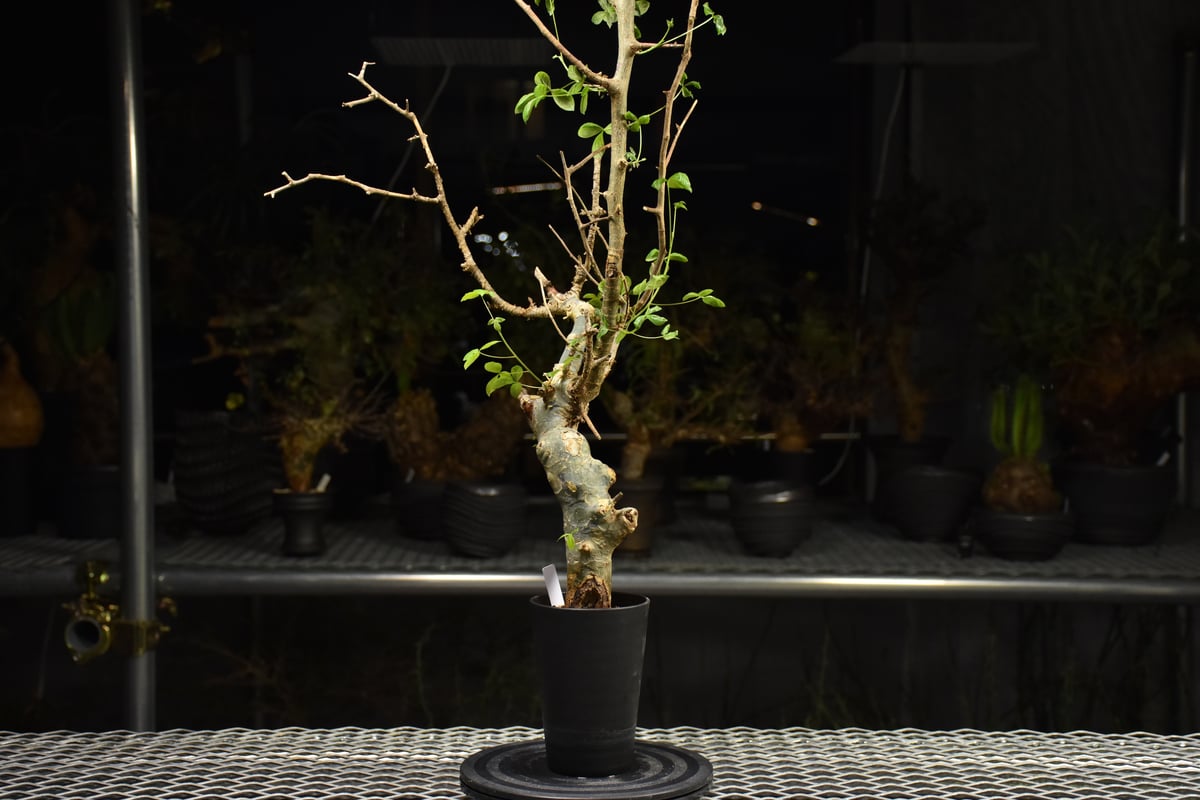 Commiphora holtziana コミフォラ ホルトジアナ 発根済現地株 H21 |