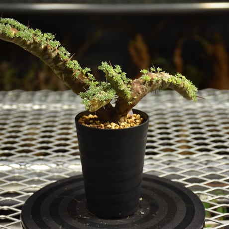 CATEGORY Monsonia | BONDEX