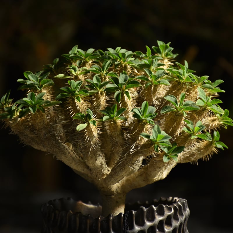 Euphorbia Guirauminiana ユーフォルビア ギラウミニアナ 発根済現地株