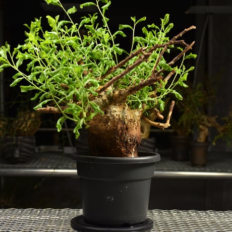 Commiphora glaucescens　コミフォラ グラウケスケンス　発根済現地株　F28