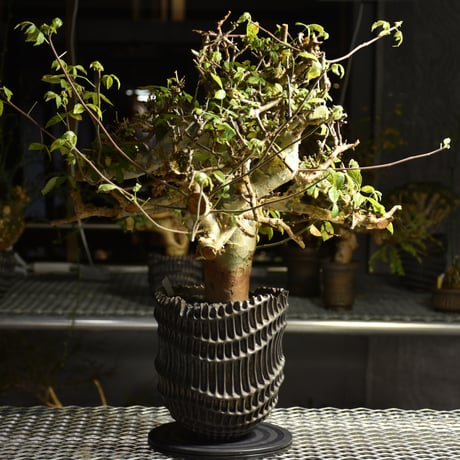 Commiphora holtziana コミフォラ ホルトジアナ 発根済現地株 B4