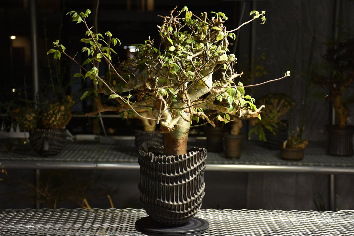 Commiphora holtziana コミフォラ ホルトジアナ 発根済現地株 B4 | B