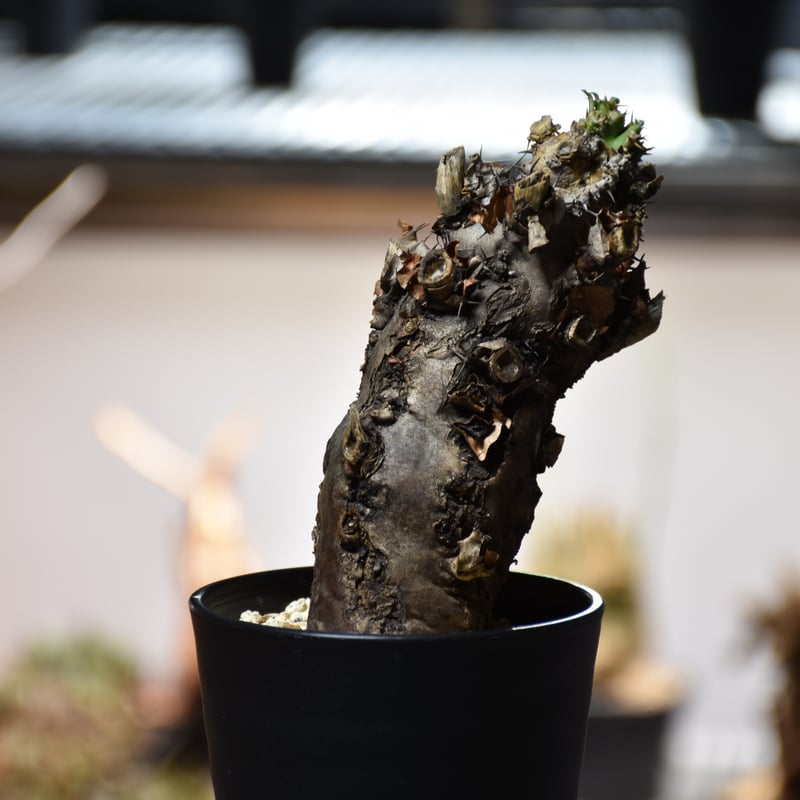 ユーフォルビアムランジーナ現地株