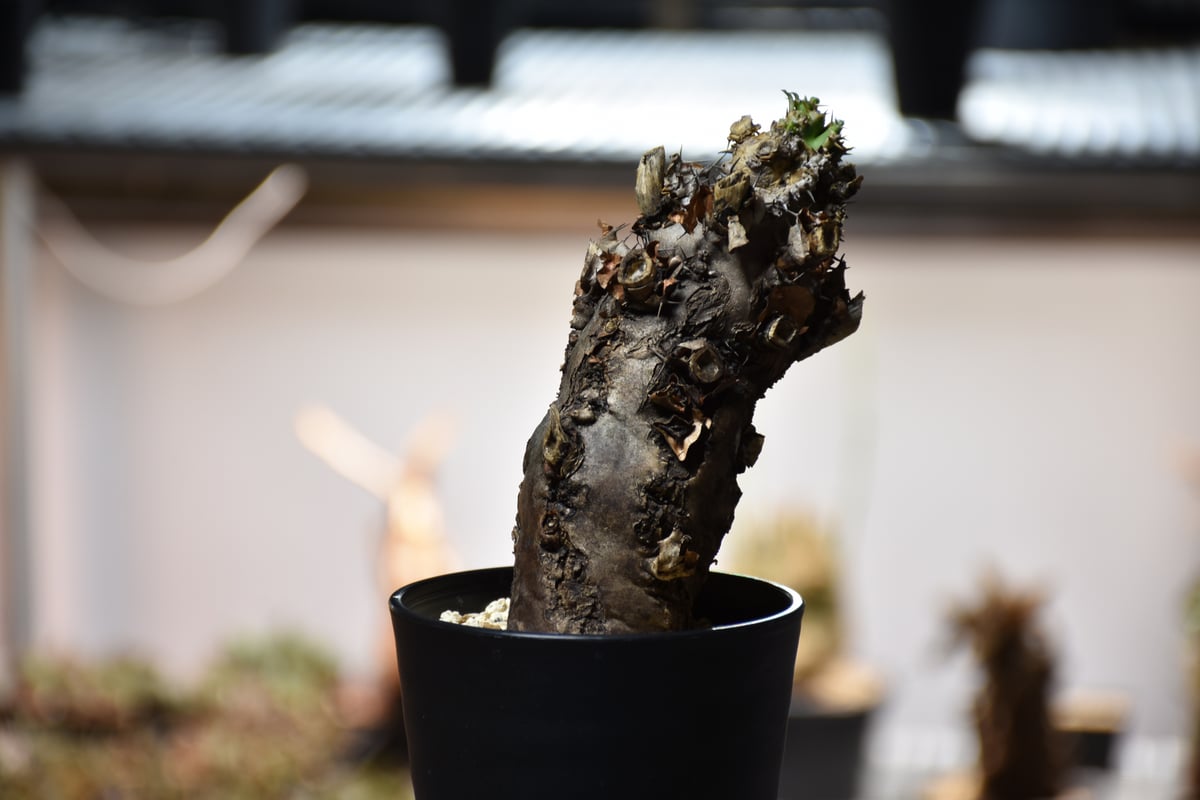 Euphorbia mlanjeana ユーフォルビア ムランジーナ 発根済現地株 #14 | 