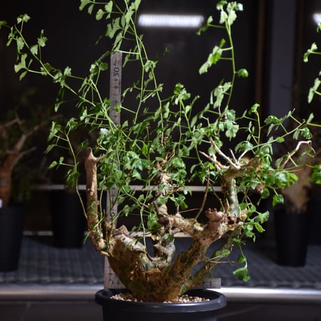 Commiphora campestris var. campestris コミフォラ カンペストリス 発根済現地株 B7