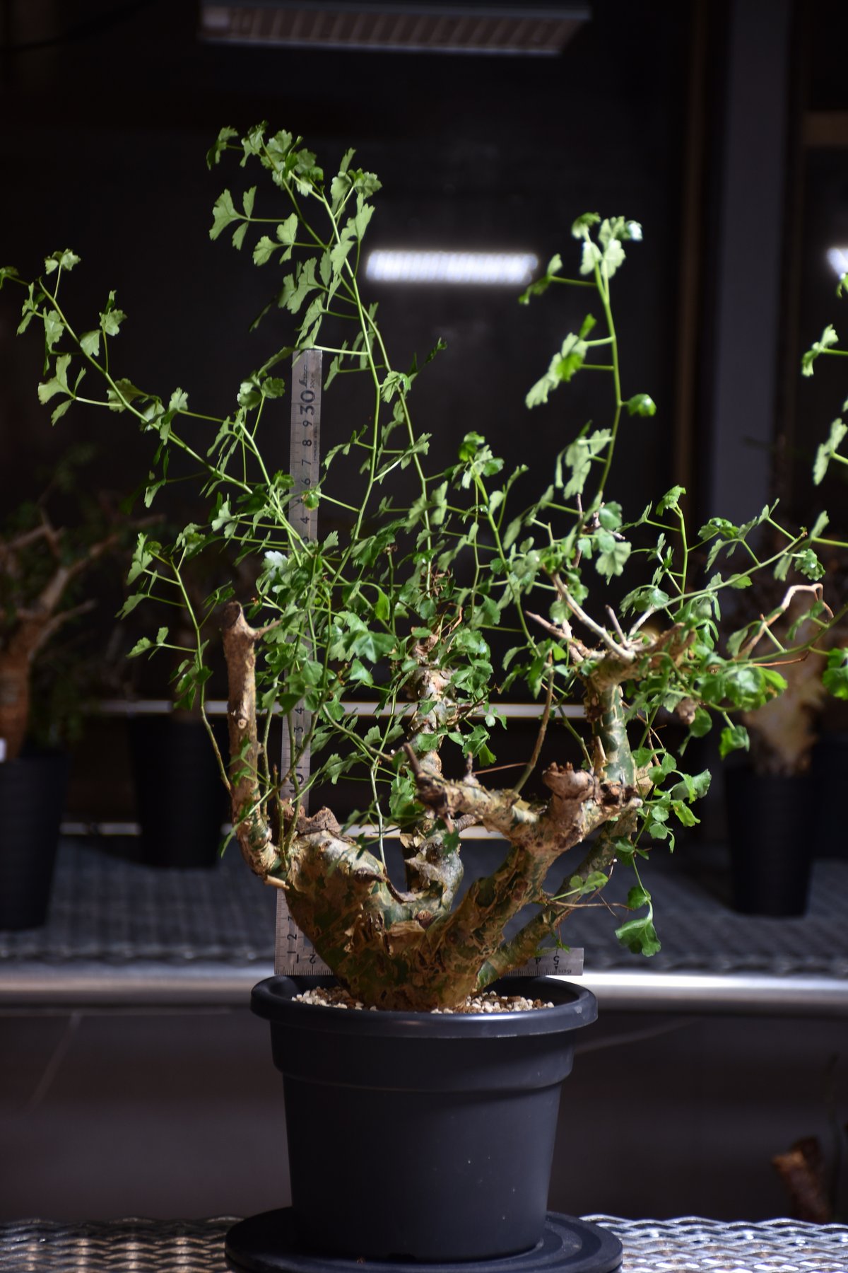 n*o様 特大 コミフォラ カンペストリス Commiphora Campest Commiphora campestris var. campestris コミフォラ カンペ