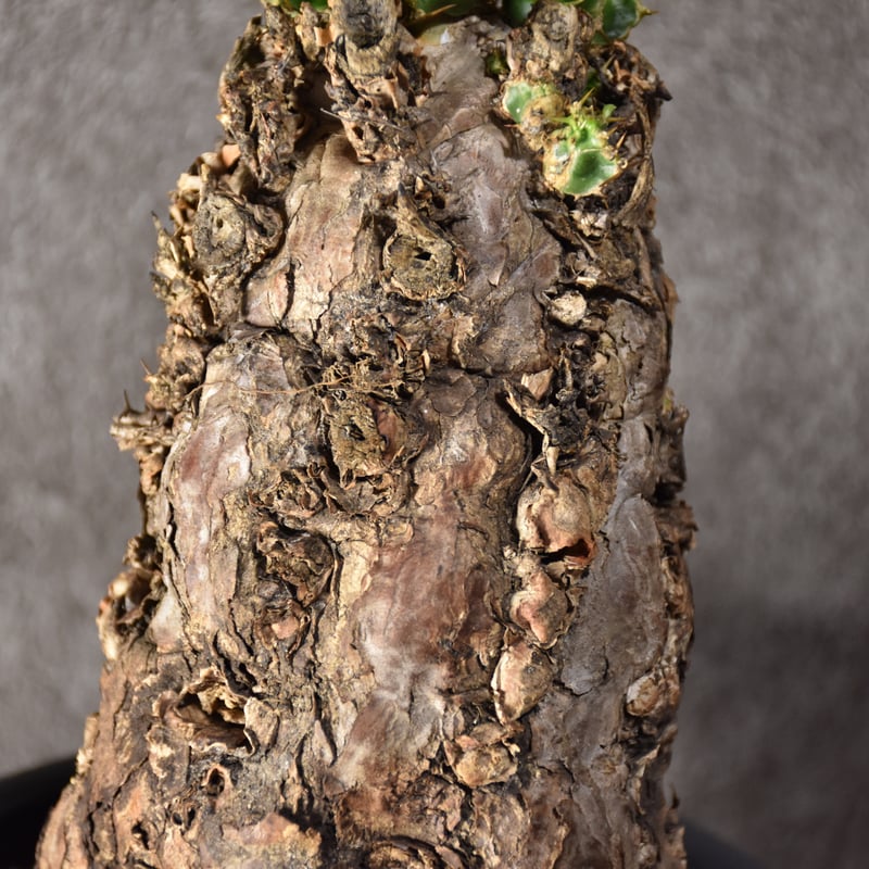 Euphorbia mlanjeana ユーフォルビア ムランジーナ 発根済現地株 Euphorbia mlanjeana ユーフォルビア ムランジーナ 発根済現地株