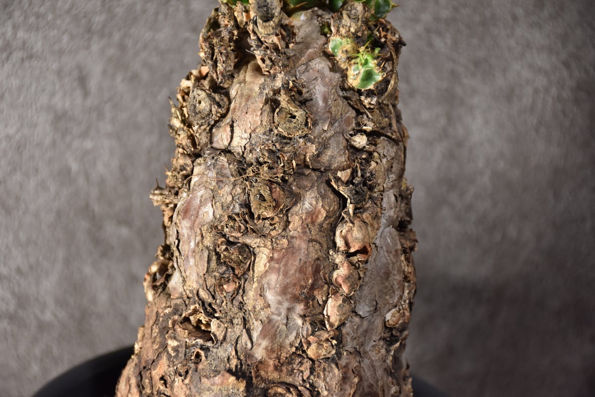 Euphorbia mlanjeana ユーフォルビア ムランジーナ 発根済現地株 #9 |