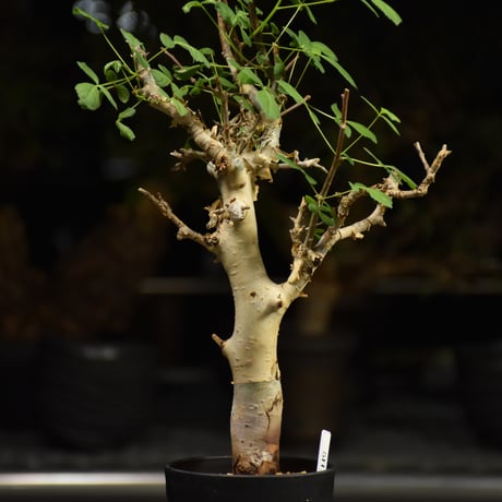 Commiphora holtziana コミフォラ ホルトジアナ 発根済現地株 H27