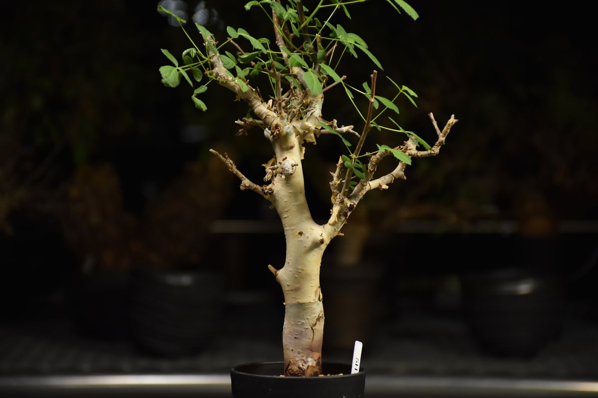Commiphora holtziana コミフォラ ホルトジアナ 発根済現地株 H27 |