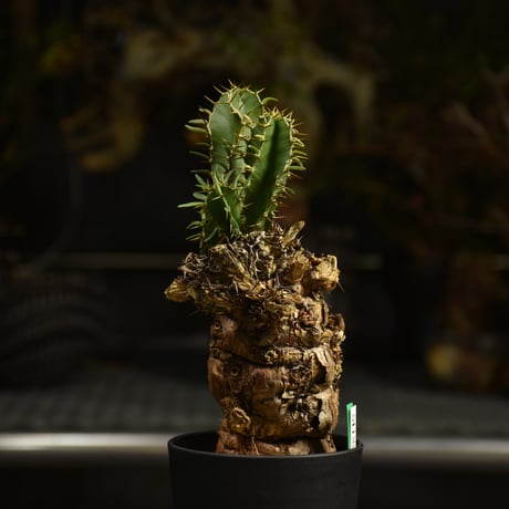 Euphorbia mlanjeana　ユーフォルビア ムランジーナ 発根済現地株 I39