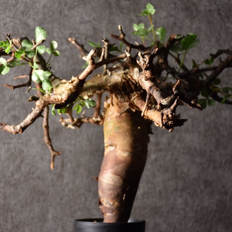 Commiphora kataf pure コミフォラ ピュアカタフ 発根済現地株 3 ソマリア産