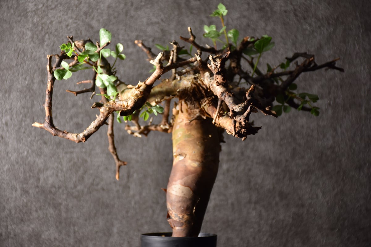 Commiphora kataf pure コミフォラ ピュアカタフ 発根済現地株 3 Commiphora kataf pure コミフォラ ピュアカタフ 発根済現地株 3