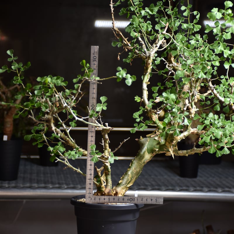 Commiphora campestris var. campestris コミフォラ カンペ