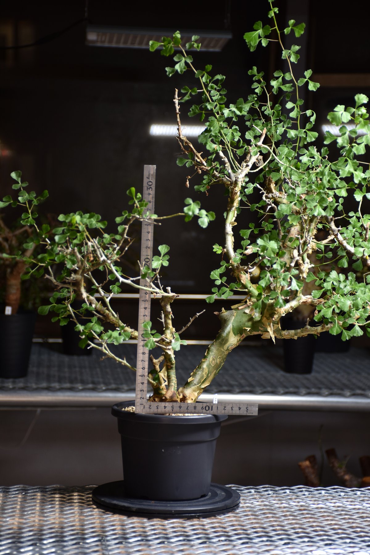 Commiphora campestris var. campestris コミフォラ カンペ
