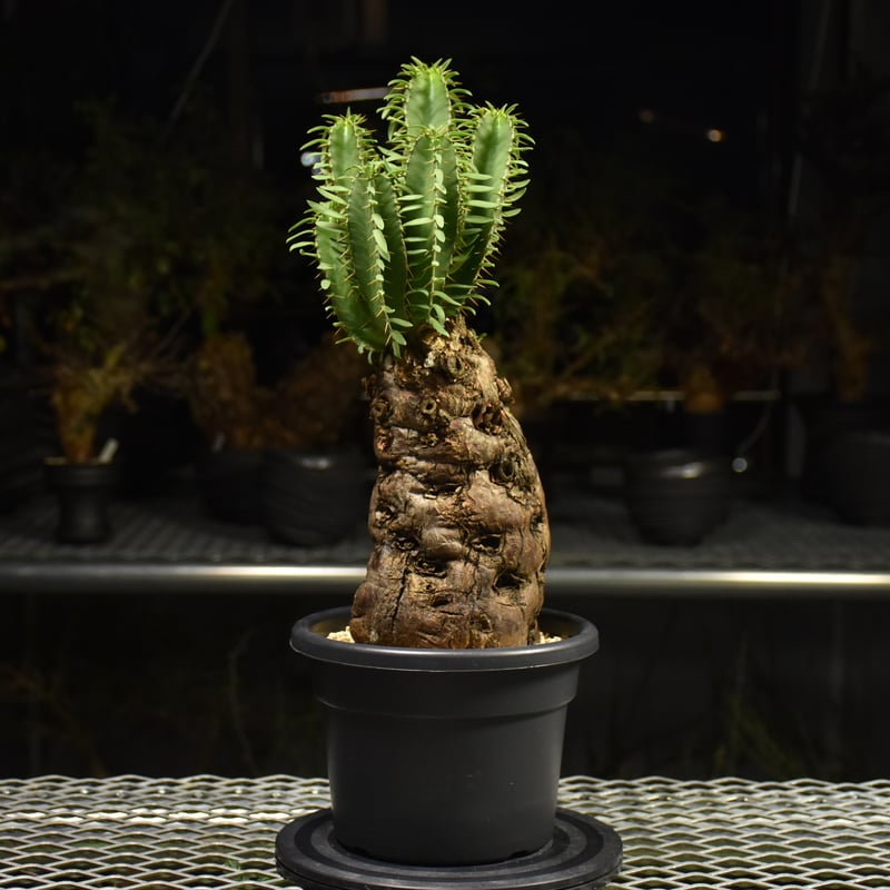 Euphorbia mlanjeana ユーフォルビア ムランジーナ 発根済現地株 H2 |