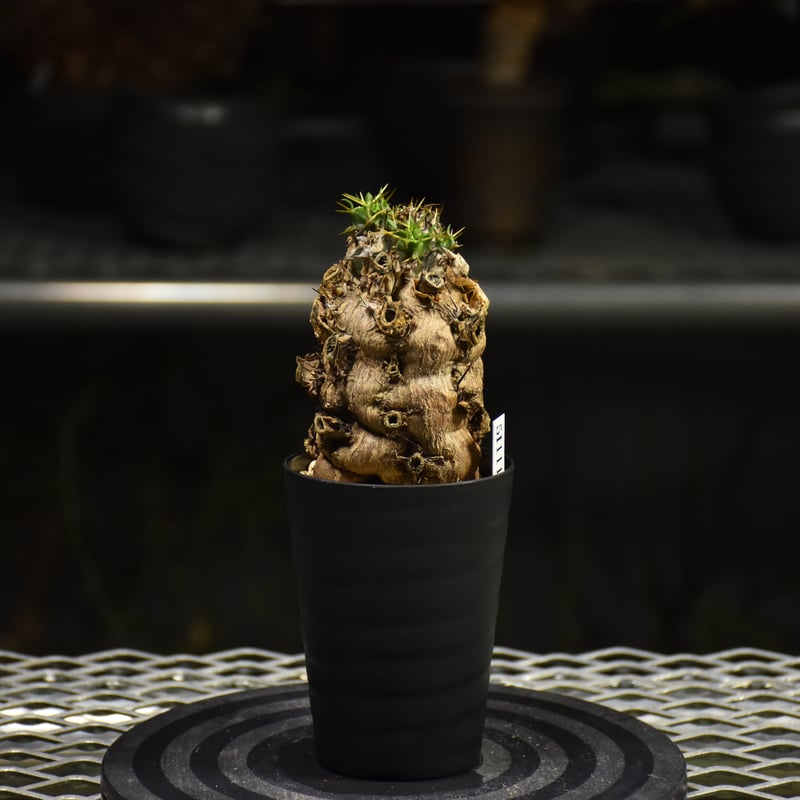 ユーフォルビア　ムランジーナ　【発根済み】 Euphorbia mlanjeana ユーフォルビア ムランジーナ 発根済現地株