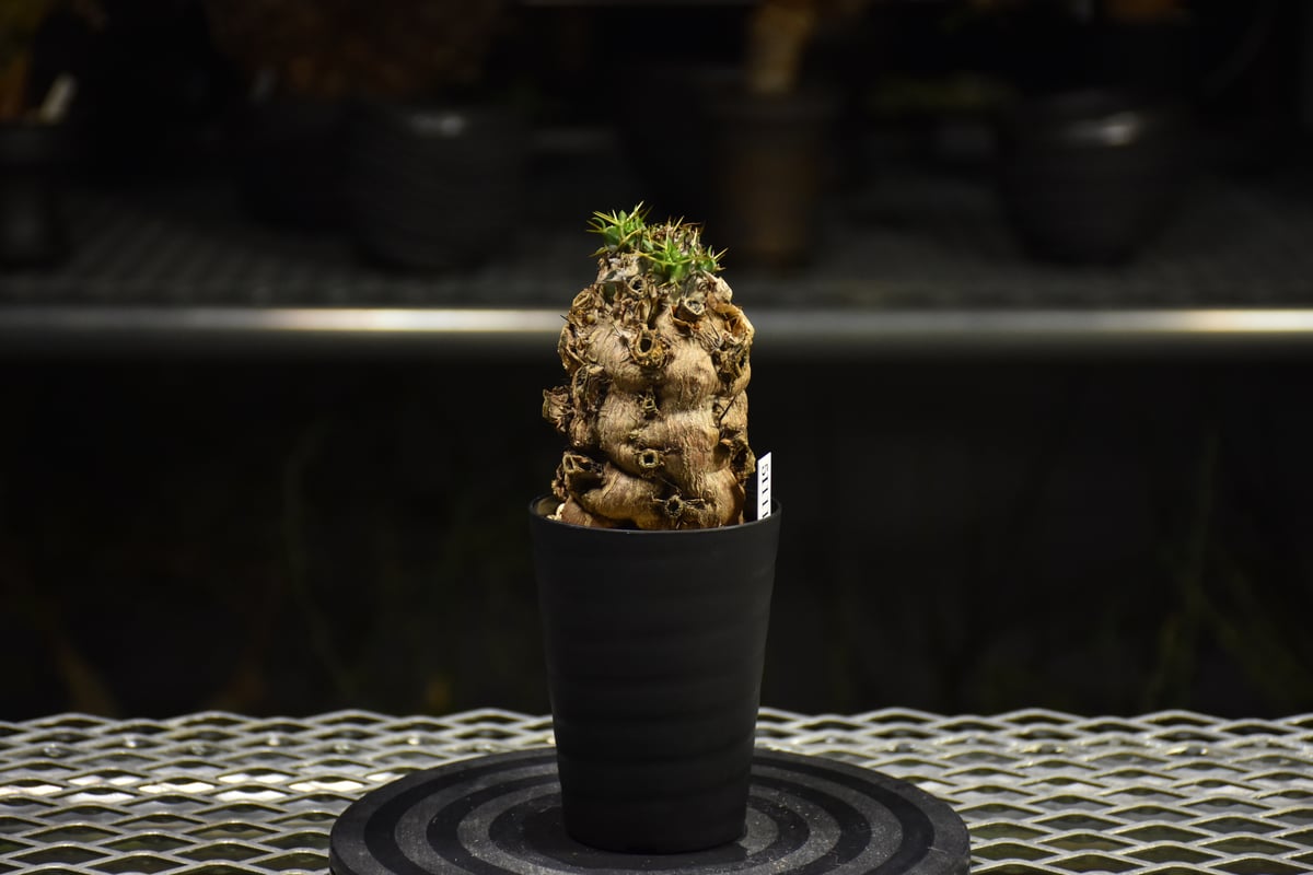 Euphorbia mlanjeana ユーフォルビア ムランジーナ 発根済現地株