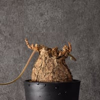 Monsonia multifida モンソニア ムルチフィダ 実生株 #1 | BONDEX