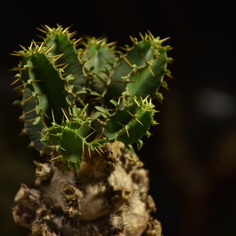 Euphorbia mlanjeana　ユーフォルビア ムランジーナ 発根済現地株 I82