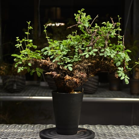 Commiphora Boranensis　コミフォラ ボラネンシス　発根済現地株　F15