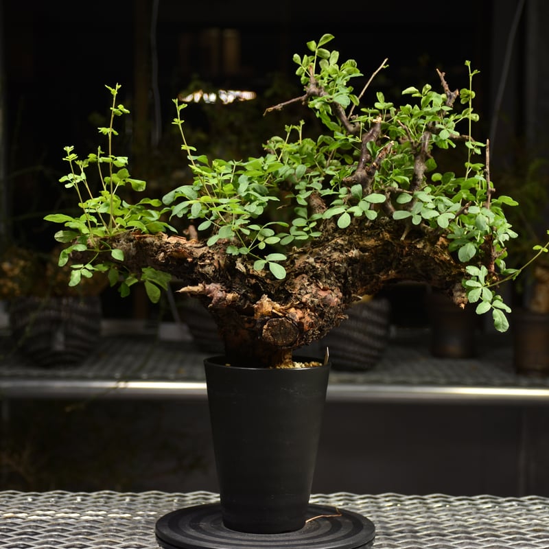 b*5様 コミフォラ クア 未発根 b*5様 コミフォラ クア 未発根 b*5様 コミフォラ クア 未