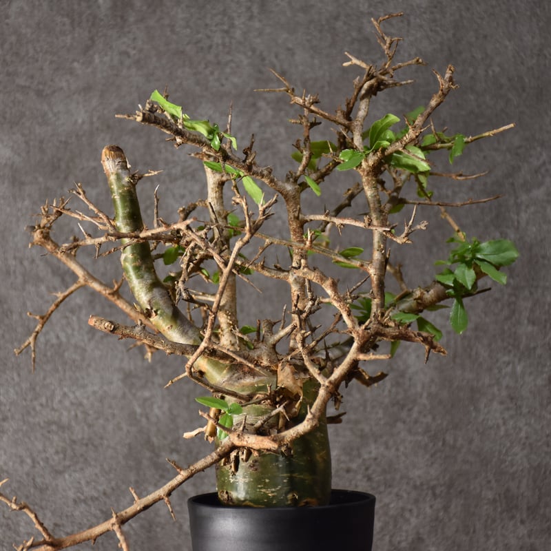 コミフォラ・ハベシニカ　発根済み現地株 コミフォラ ハベシニカ 発根済現地株