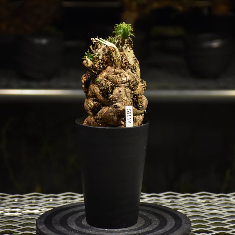 d*k様 ユーフォルビア ムランジーナ 現地球 激レア 超大株 ダブル