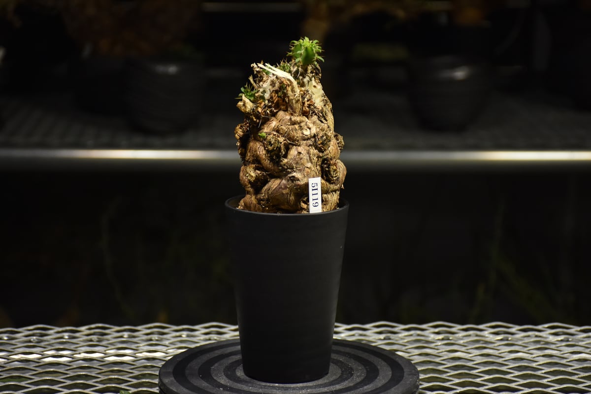 Euphorbia mlanjeana ユーフォルビア ムランジーナ 発根済現地株 I36 |