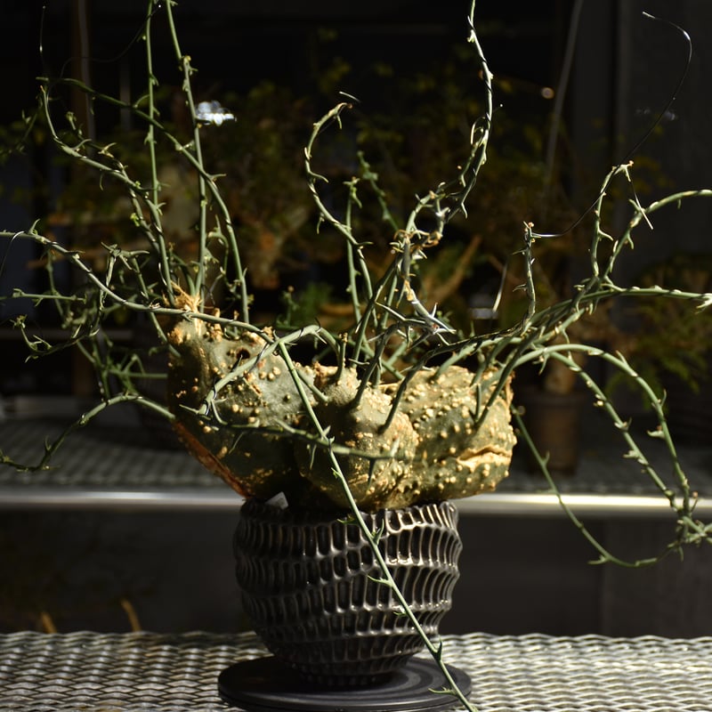 アデニア グロボーサ 現品限り】アデニア・グロボーサ 現地株 発根済み 4ヶ月管理