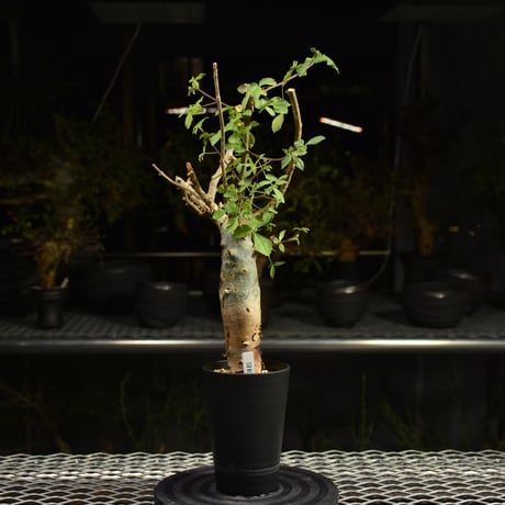 Commiphora holtziana コミフォラ ホルトジアナ 発根済現地株 H17