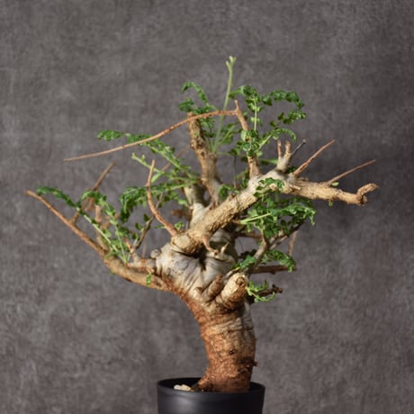 Boswellia neglecta　ボスウェリア ネグレクタ　発根済現地株　#9