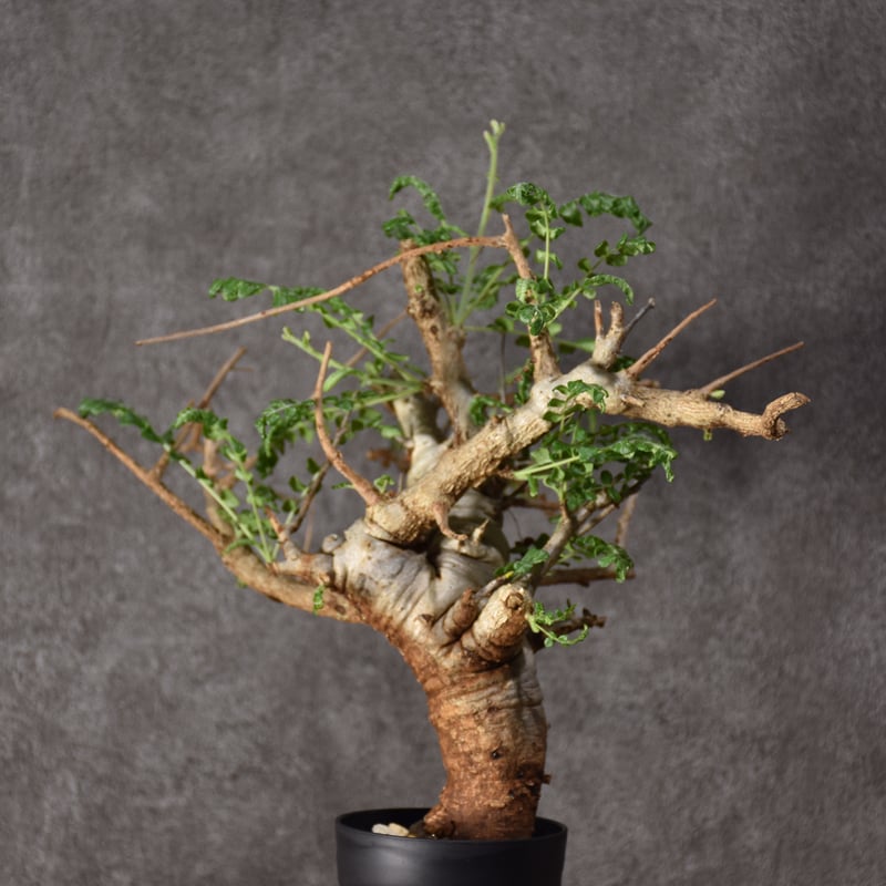 ボスウェリアネグレクタ　現地株 ボスウェリア ネグレクタ 現地株 【公式通販】