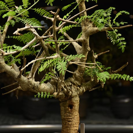 Boswellia neglecta　ボスウェリア ネグレクタ　発根済現地株　H14