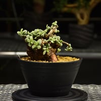 Euphorbia mlanjeana ユーフォルビア ムランジーナ 発根済現地株 I46 |