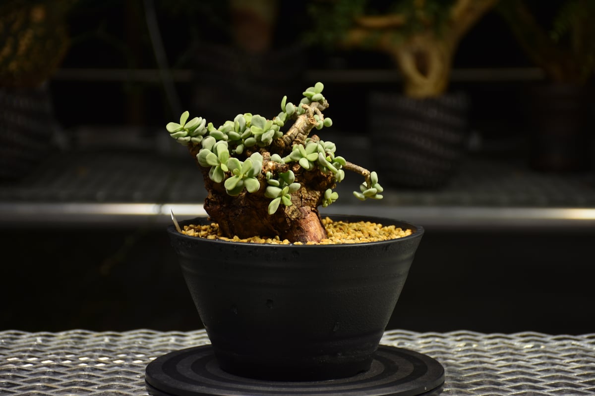 Ceraria pygmaea×N/OH　ケラリア ピグマエア　コレクション株 Ceraria pygmaea×N/OH ケラリア ピグマエア コレクション株