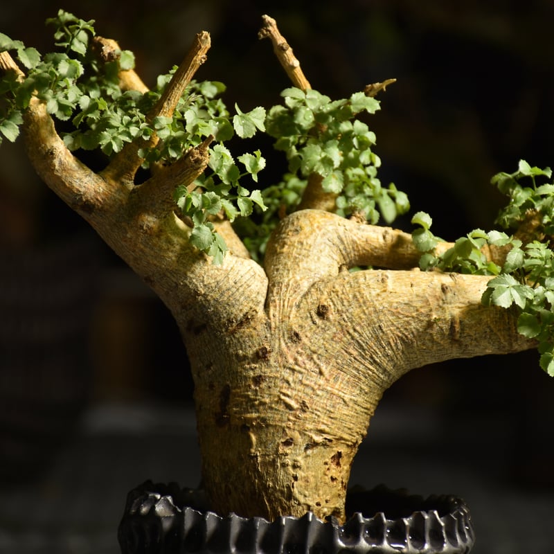 n*k様 コミフォラ・セルビフォリア（現地株、発根済み、特大） Commiphora saxicola コミフォラ サクシコラ 発根済現地株 C10