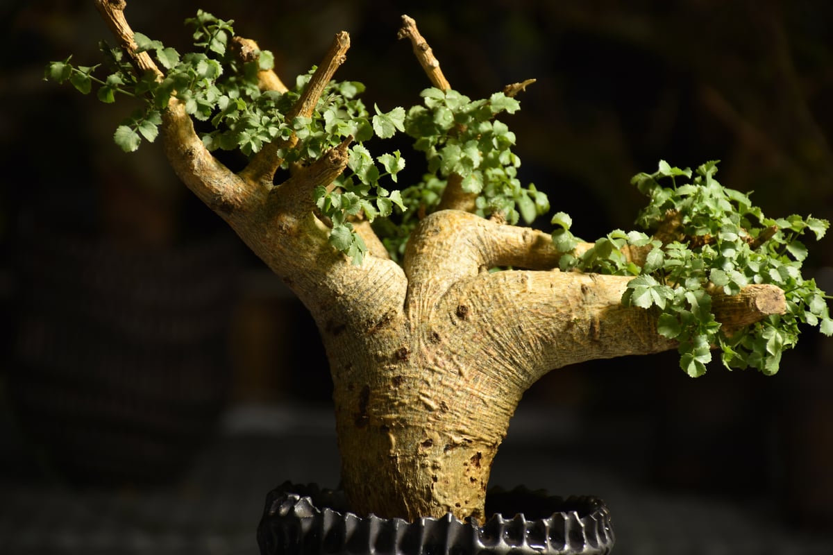 発根済　コミフォラ　サクシコラ fit=scale-down,w=1200