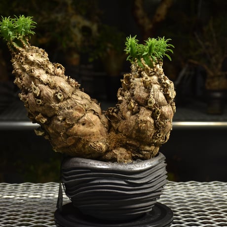 Euphorbia mlanjeana　ユーフォルビア ムランジーナ 発根済現地株 I80