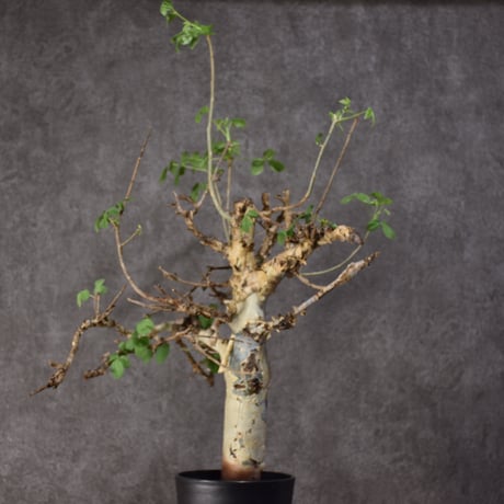 Commiphora holtziana　コミフォラ ホルトジアナ　発根済現地株　#2