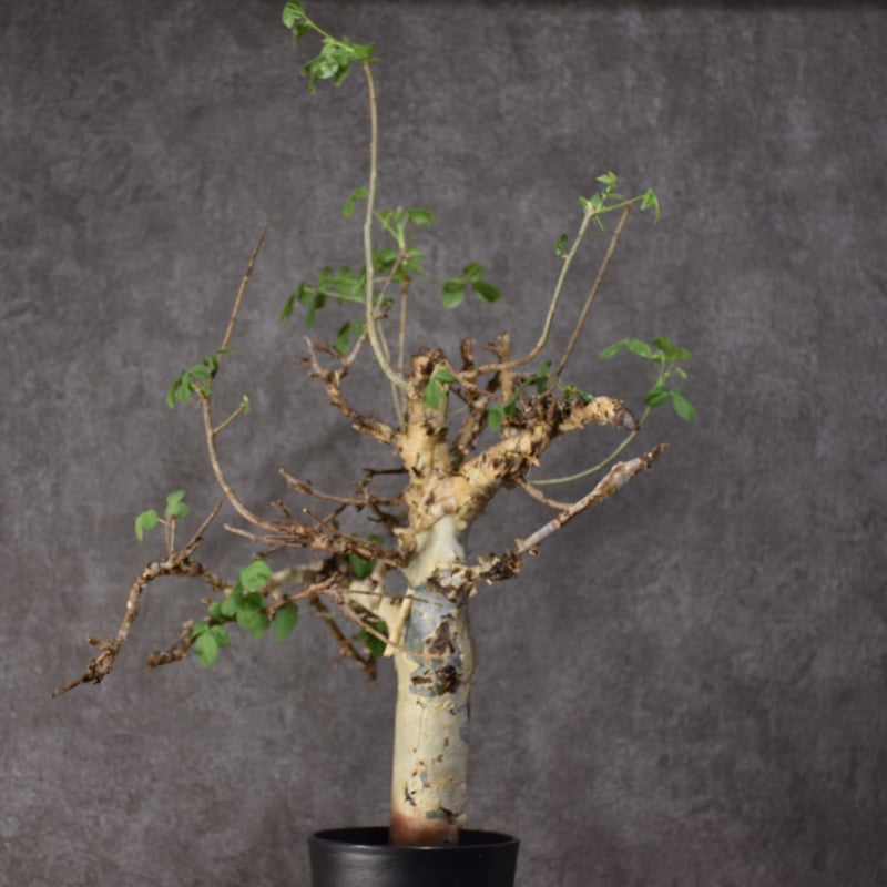 Commiphora holtziana コミフォラ ホルトジアナ 発根済現地株 #2 | B