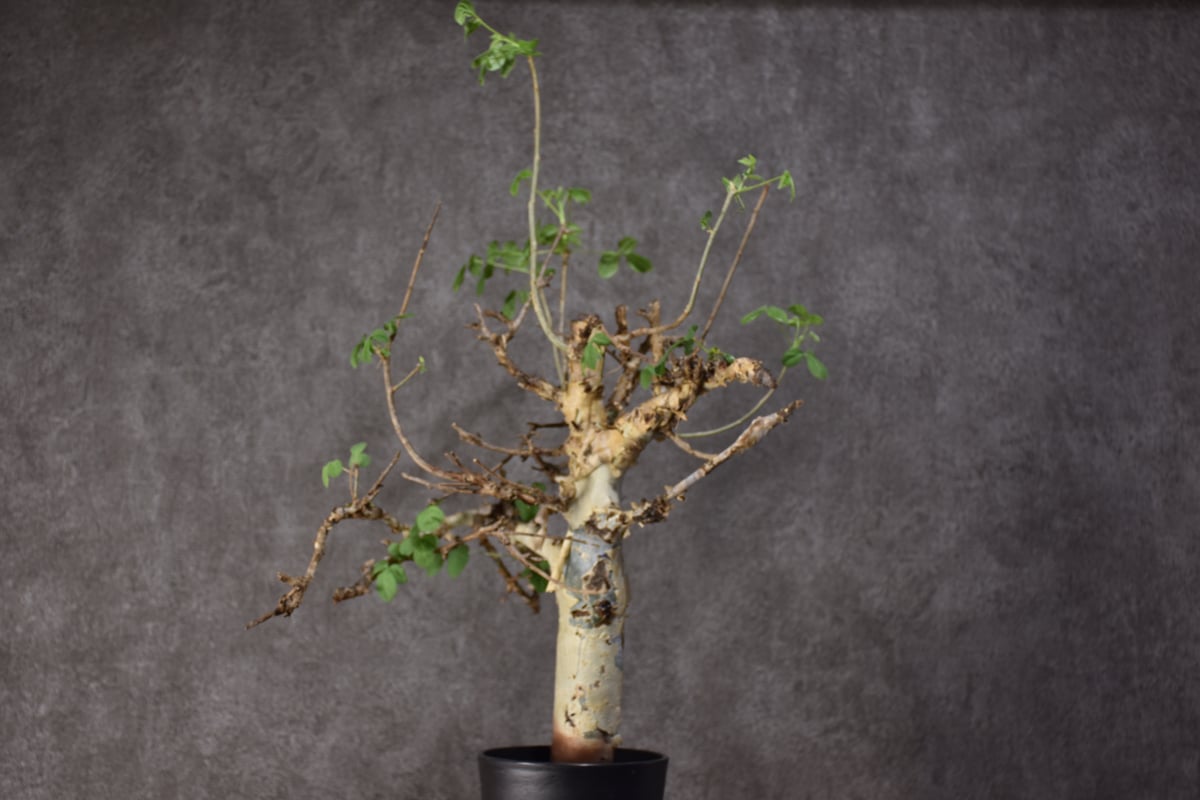 Commiphora holtziana コミフォラ ホルトジアナ 発根済現地株 #2