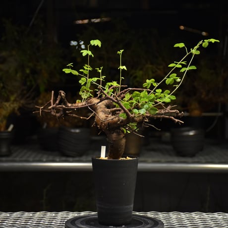 Commiphora Boranensis　コミフォラ ボラネンシス　発根済現地株 F25