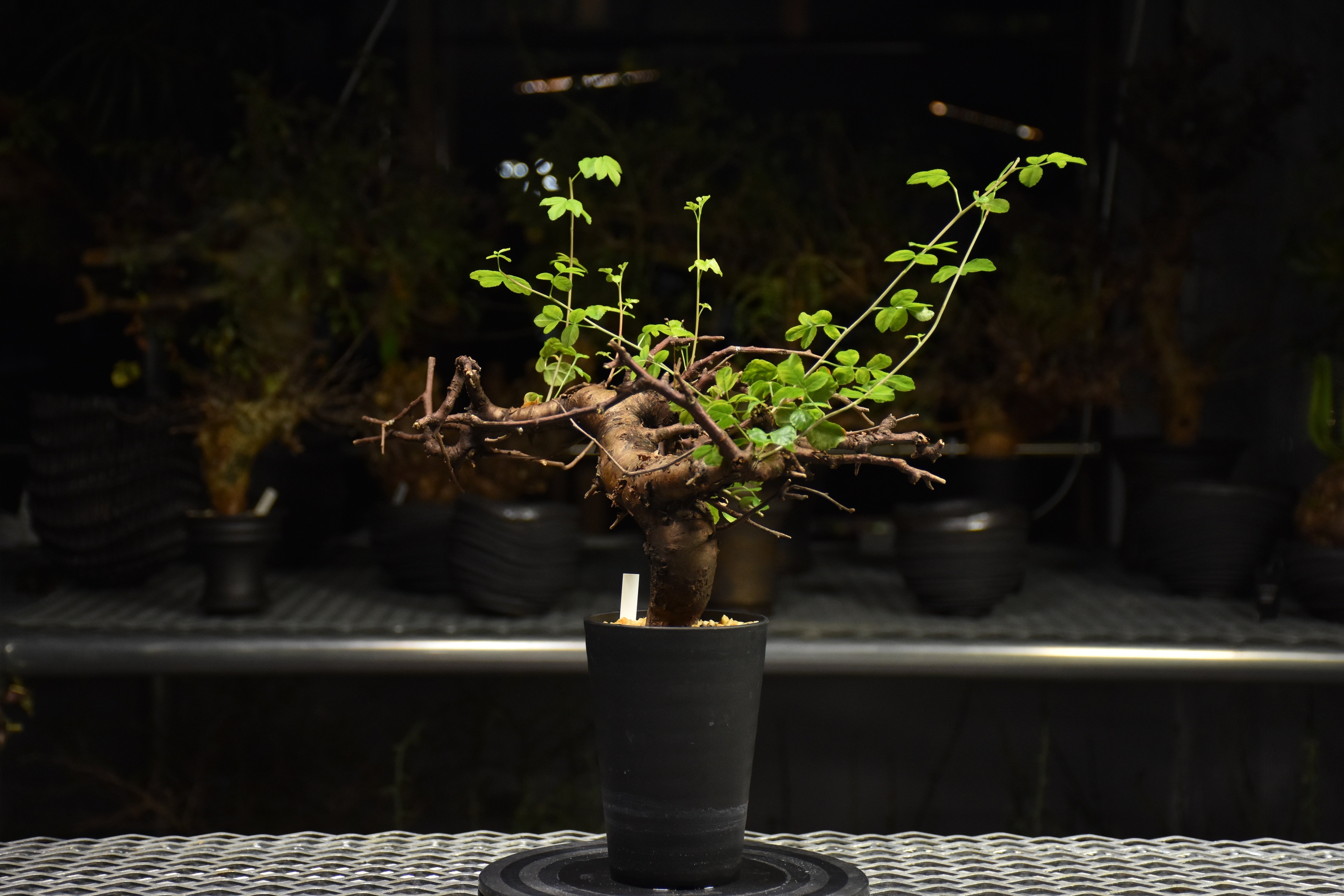 コミフォラ ボラネンシス 現地株 良型　③ Commiphora Boranensis コミフォラ ボラネンシス 発根済現地株 F25 |