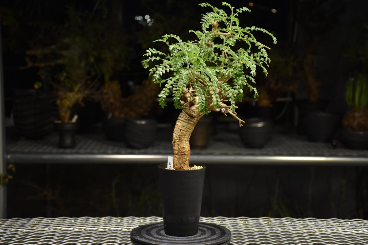 Boswellia neglecta ボスウェリア ネグレクタ 発根済現地株 H17 | BO