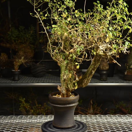 Commiphora campestris コミフォラ カンペストリス 発根済現地株 A11