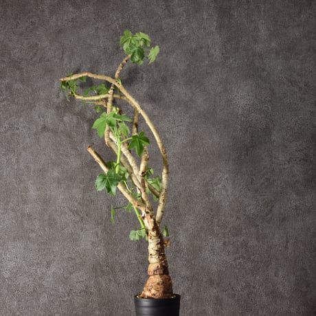 Jatropha spicata ヤトロファ スピカータ 発根済現地株 #5