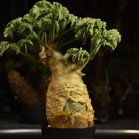 Cyphostemma uter var. macropus　キフォステンマ ウター マクロプス 発根済現地株 I56