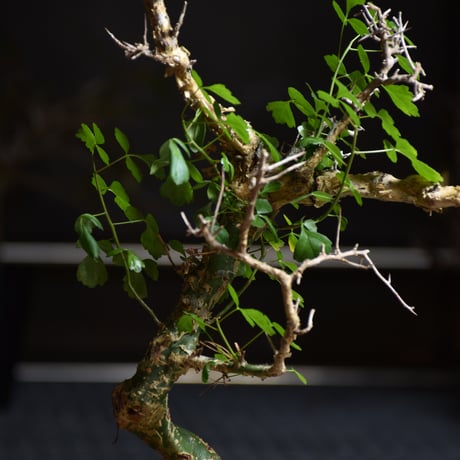 Commiphora campestris var. campestris コミフォラ カンペストリス 発根済現地株 B3